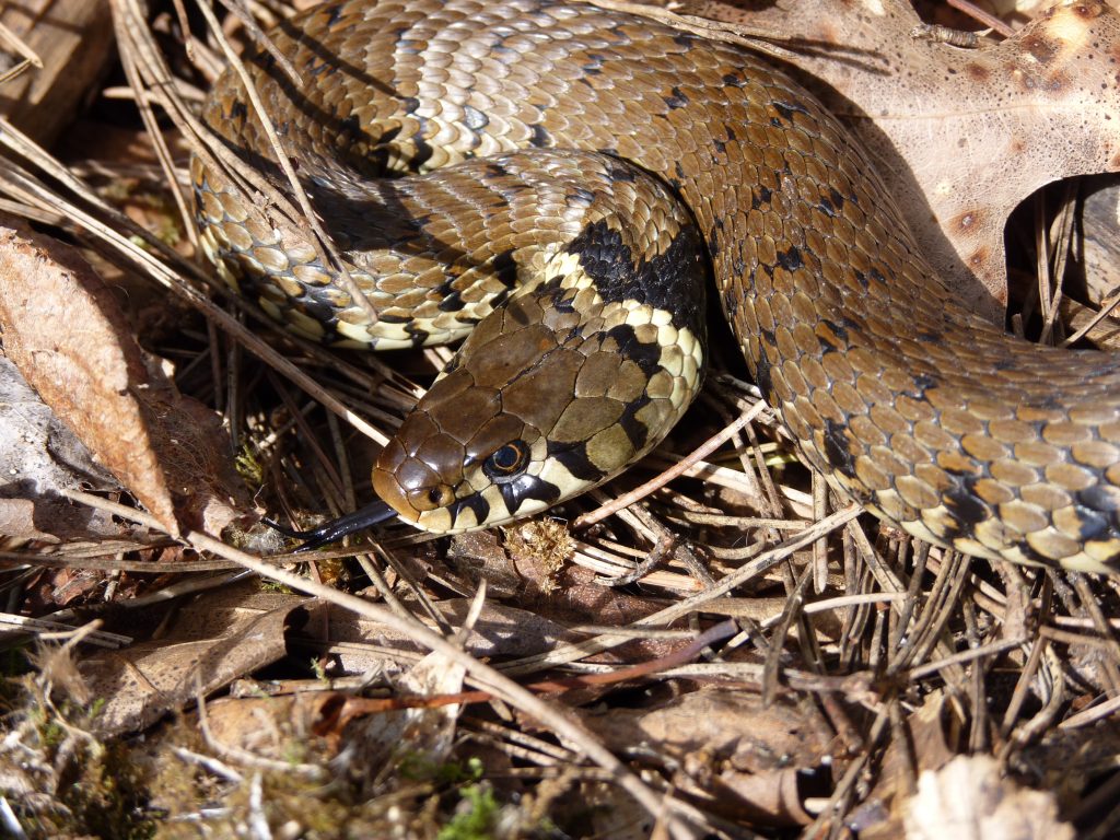 À la découverte des Reptiles