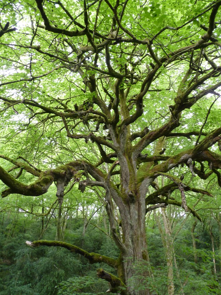 Les arbres remarquables de Poitiers [COMPLET]