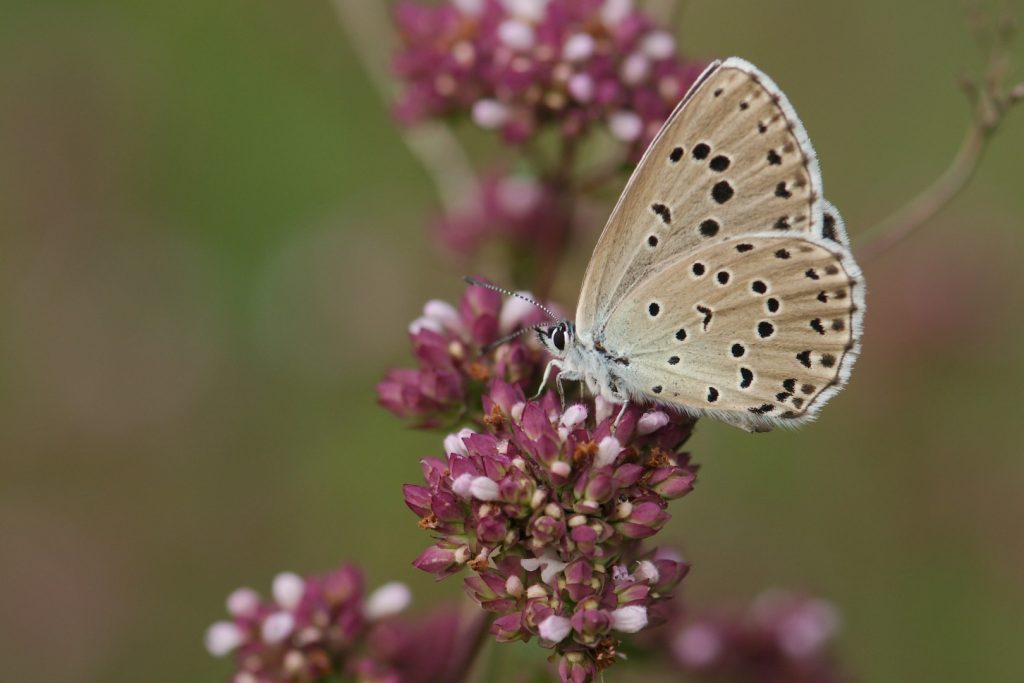 Zoom nature – Papillons de jour