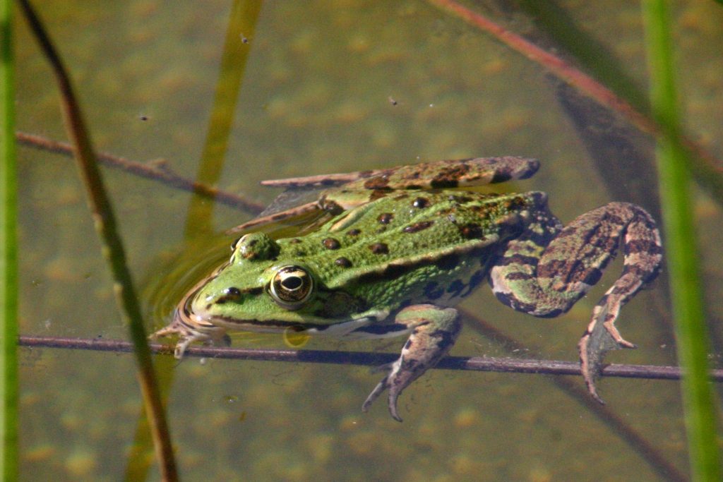 Prospection Amphibiens