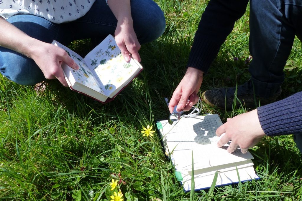 Formation botanique : Sortie de terrain