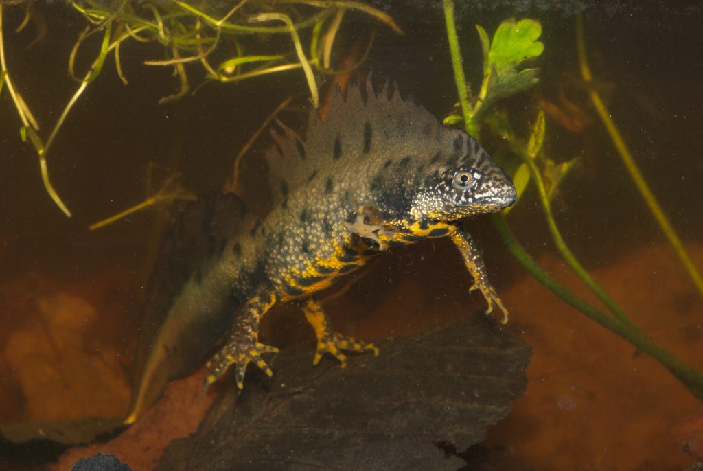Prospection Amphibiens
