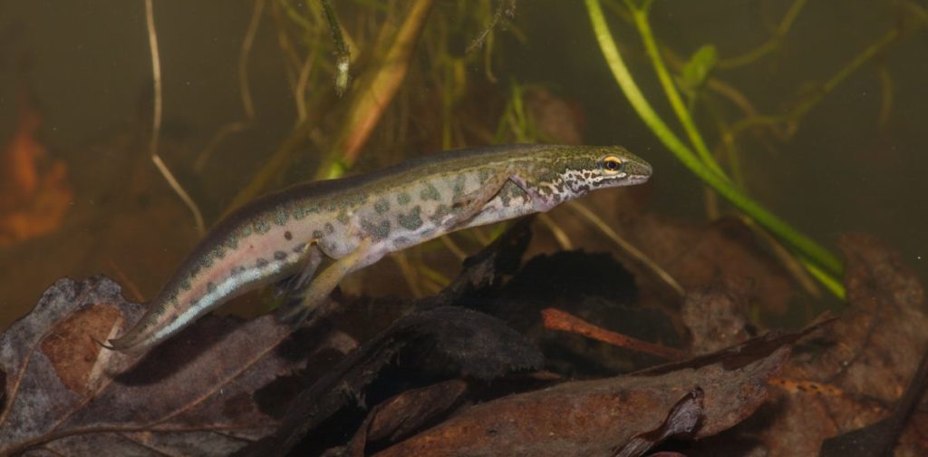 Prospection Amphibiens