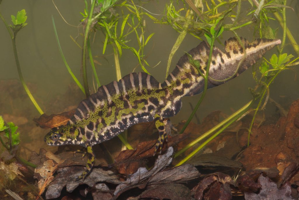 Formation et prospection Amphibiens