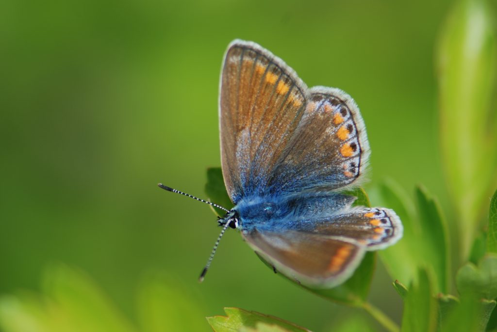 Formation Papillons de jour