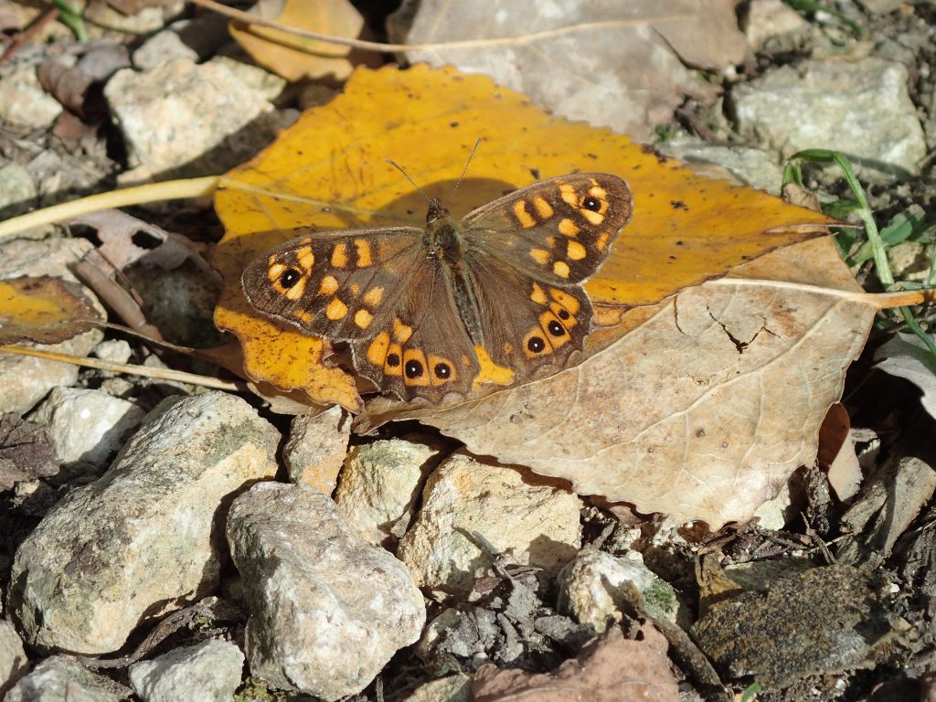La biodiversité du Bois de la Loge à l’automne
