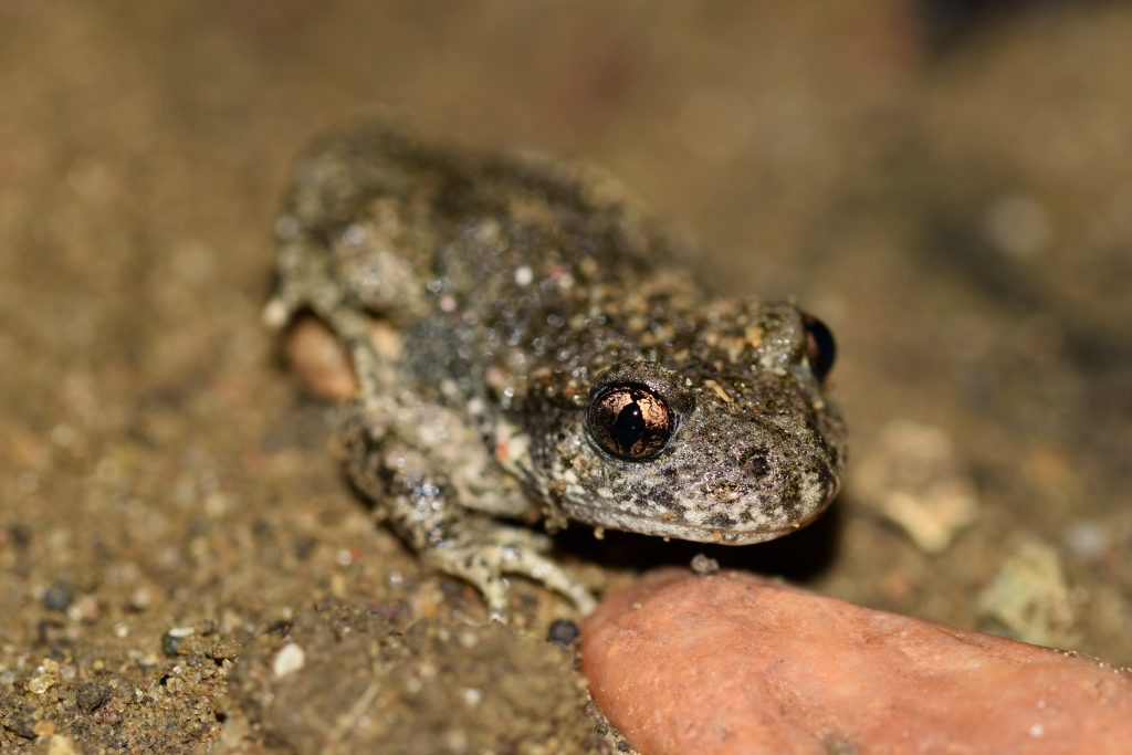 Un crapaud musicien dans ma ville ?