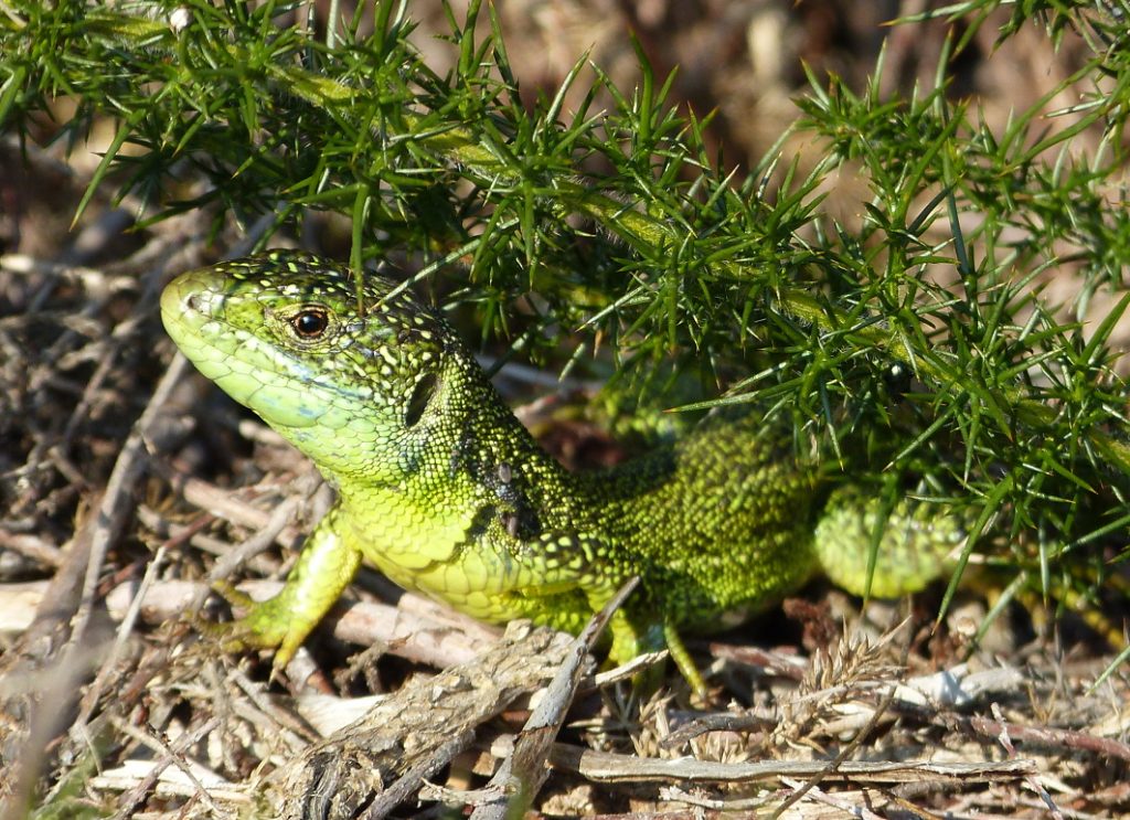 [REPORTÉ] À la découverte des Reptiles
