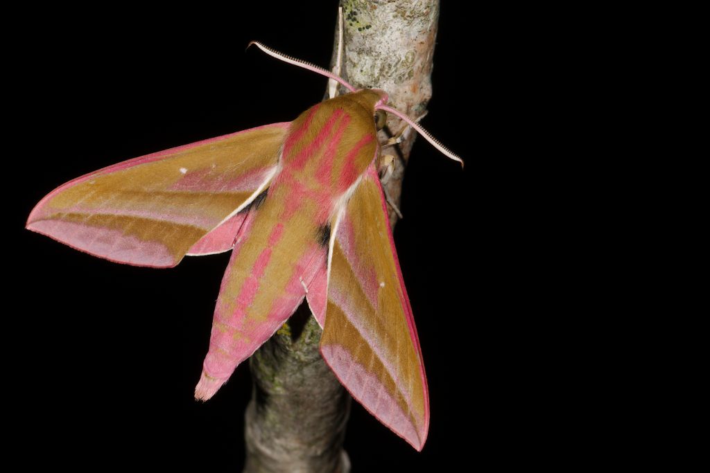 Lumières sur les papillons de nuit