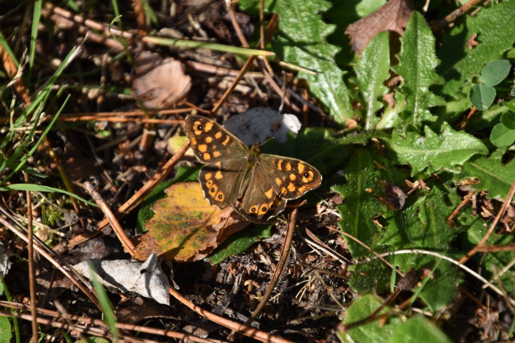 La biodiversité de la forêt de Scévolles à l’automne