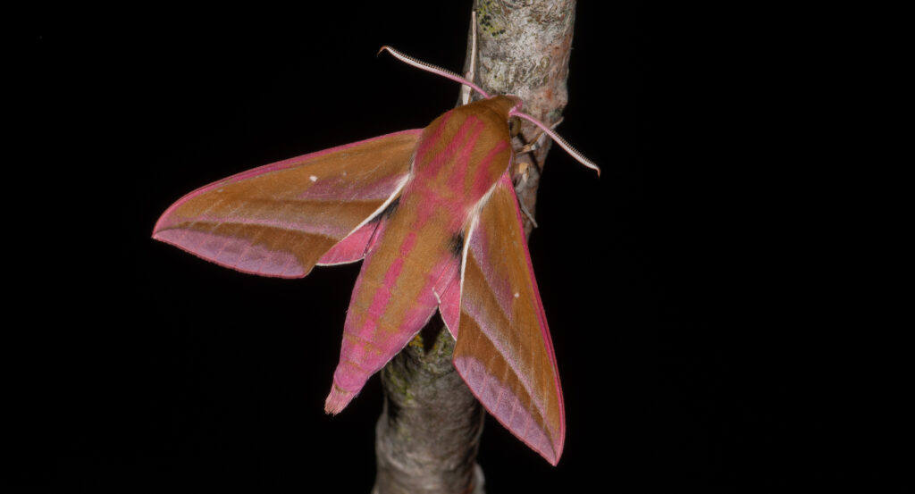 Lancement du projet Hétérocères du Poitou-Charentes