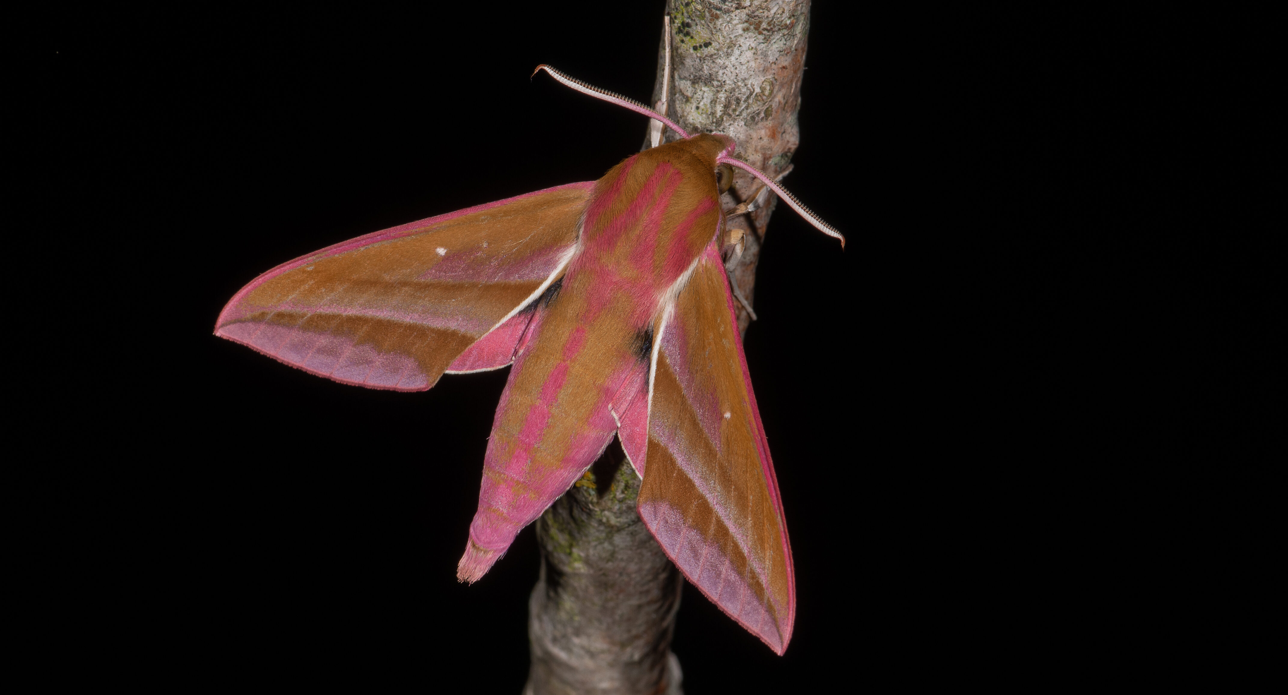 Lancement du projet Hétérocères du Poitou-Charentes
