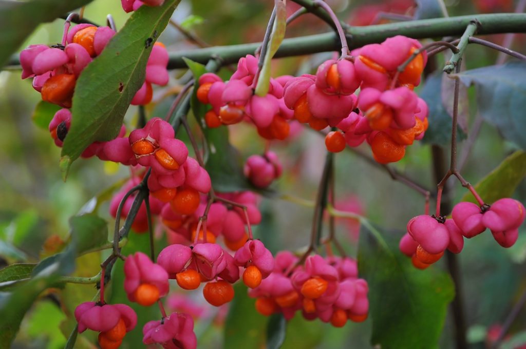La biodiversité de la Verrerie à l’automne