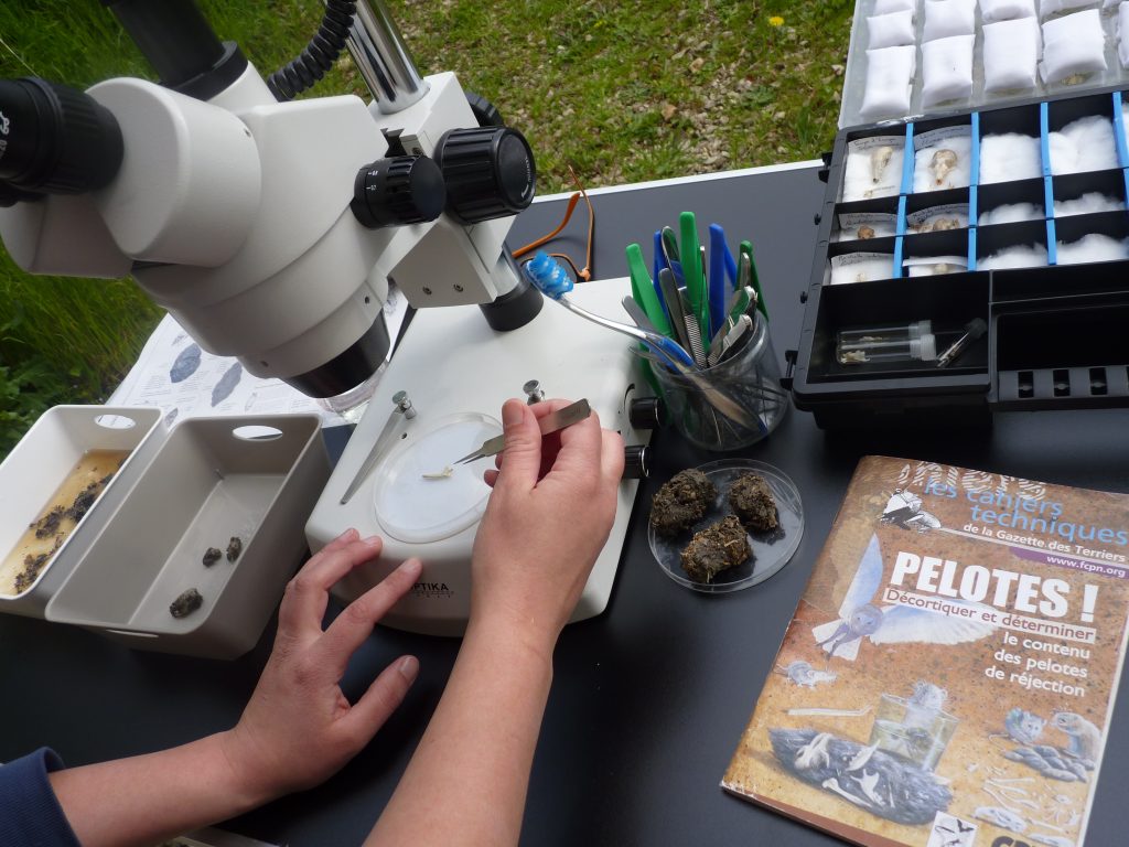 Atelier identification des micro-mammifères dans les pelotes