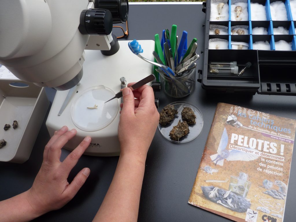 Atelier pelotes