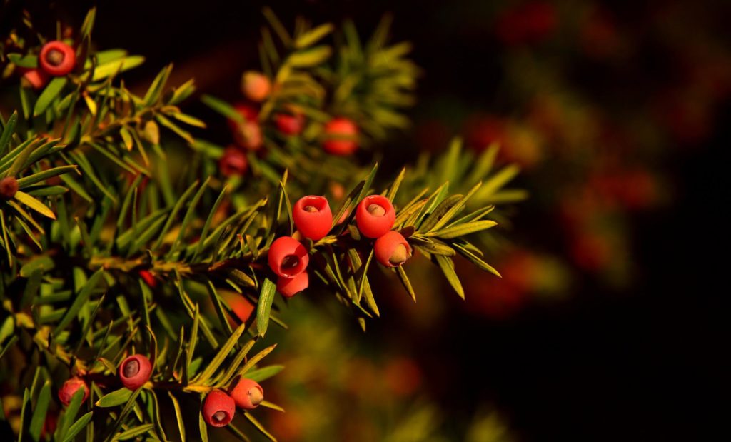 Abattage d&rsquo;arbres au cimetière de Mirebeau