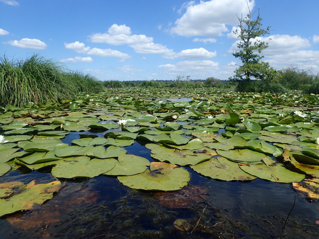 Zoom nature : flore des rivières