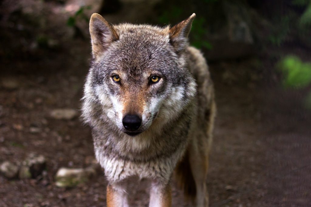 Zoom nature – Pourquoi anticiper le retour de loups dans le Montmorillonnais ?