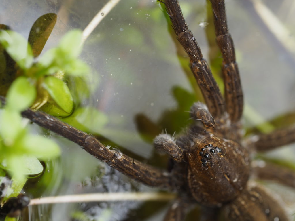 Prospection araignée