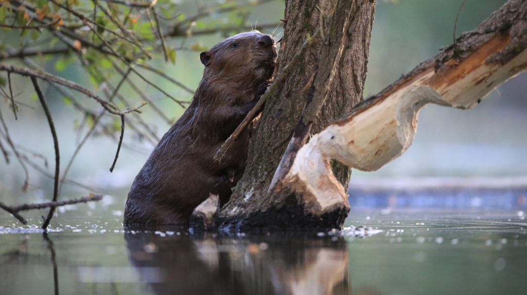 Animation Natura 2000 à la découverte du Castor (et autres mammifères semi-aquatiques)