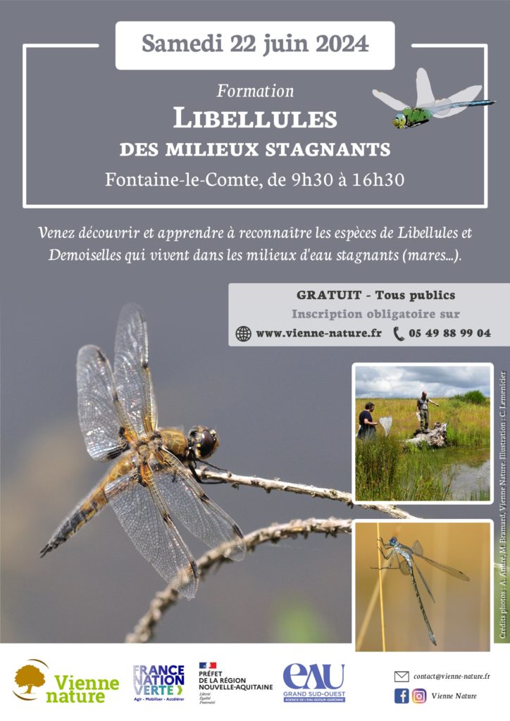 Formation Libellules 1/3