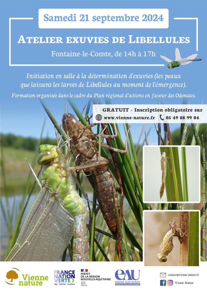 Atelier exuvies de Libellules – Formation 3/3
