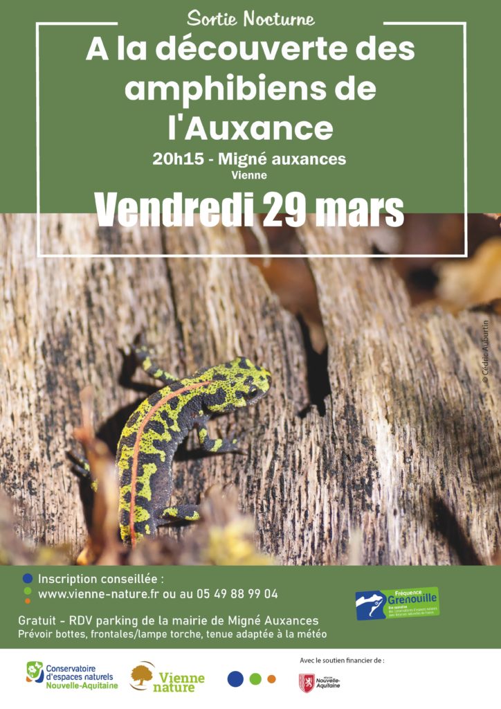 À la découverte des Amphibiens de l’Auxance
