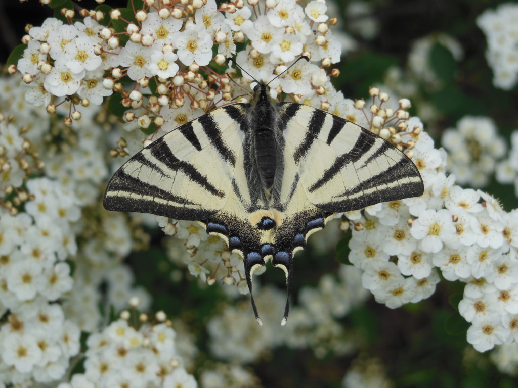Papillons et petites bêtes du Coteau des Pendants