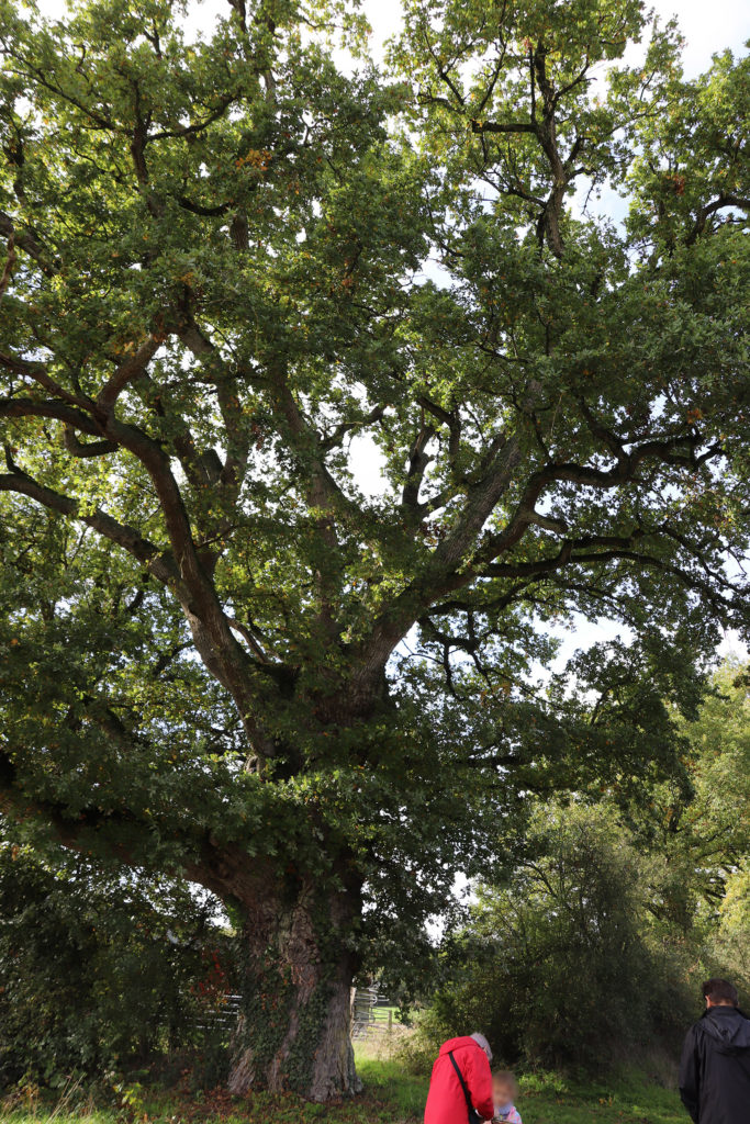 La biodiversité de la Verrerie à l’automne