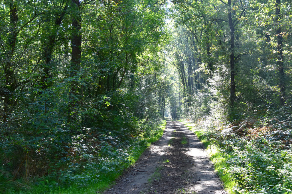 La biodiversité de la forêt de Scévolles à l’automne