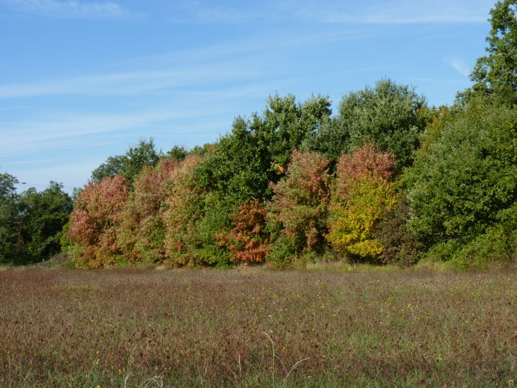 La biodiversité du Bois de la Loge à l’automne