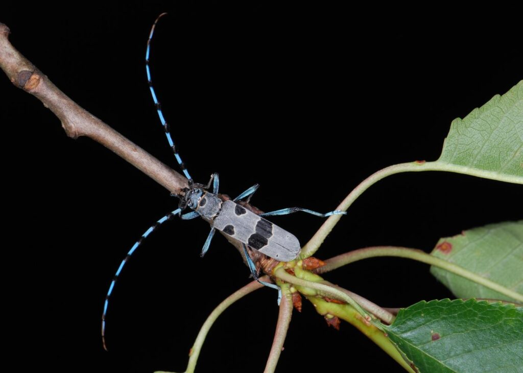 Enquête sur le Lucane cerf-volant et la Rosalie des Alpes dans la Vienne (86)