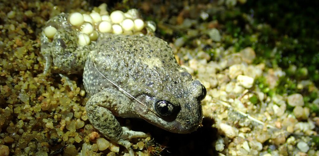 À la découverte du crapaud musicien