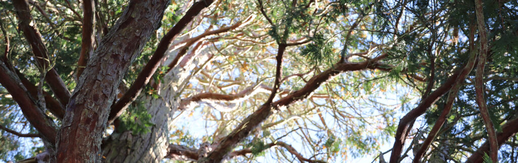 [COMPLET] Balade à la rencontre des arbres remarquables de Saint-Benoît