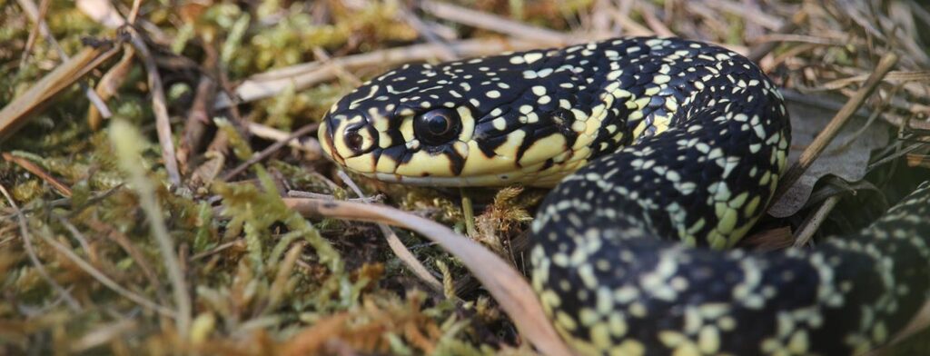 À la découverte des reptiles [COMPLET]