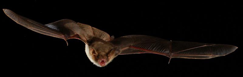 Formation aux comptages estivaux de chauves-souris