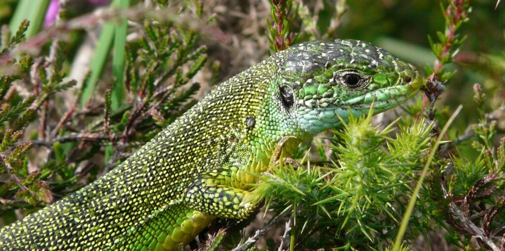 À la découverte des reptiles