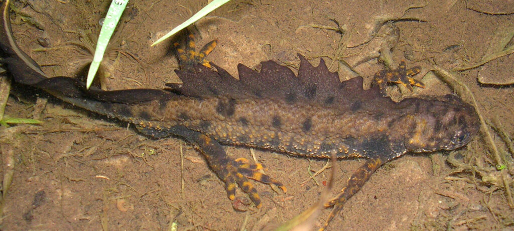 Les habitants des mares du site Natura 2000 des Brandes de la Pierre-Là
