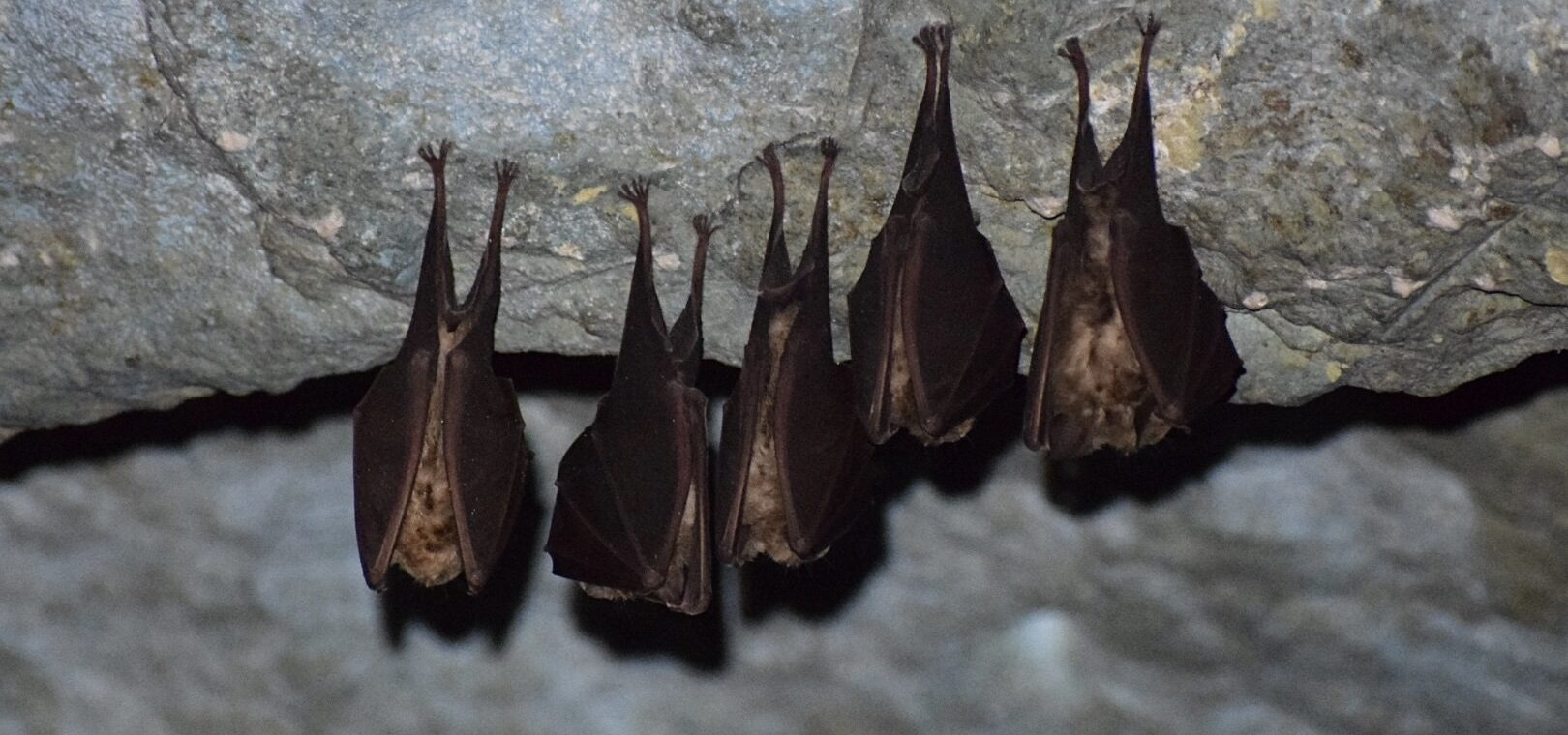 Réseau de bénévoles pour les chauves-souris