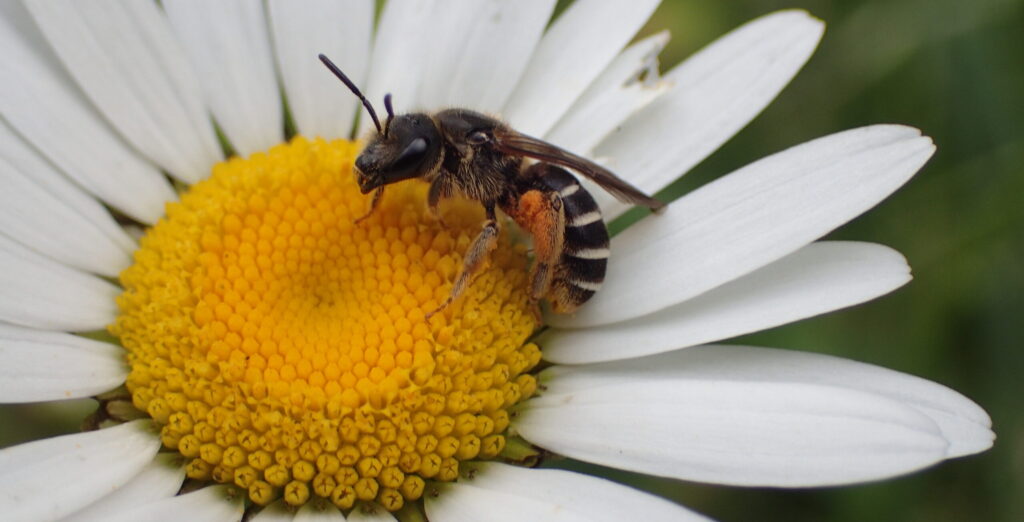 La loi Duplomb 2, c&rsquo;est non !