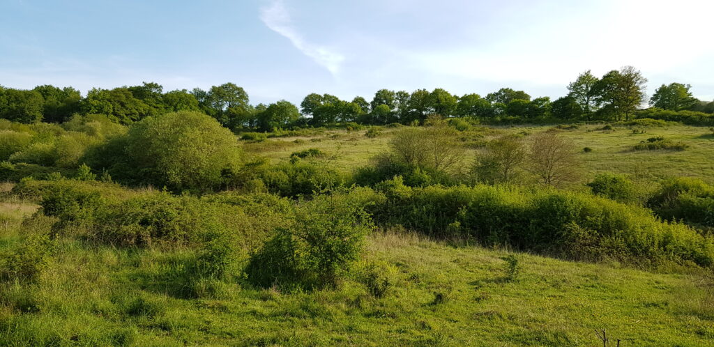 APPEL : Non à la destruction des haies et de la biodiversité : participez à la consultation publique !